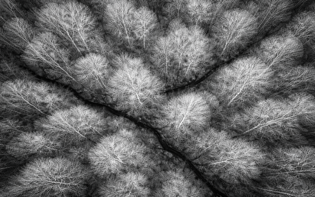 A special mission for Neosys: the drone also helps find a missing dog