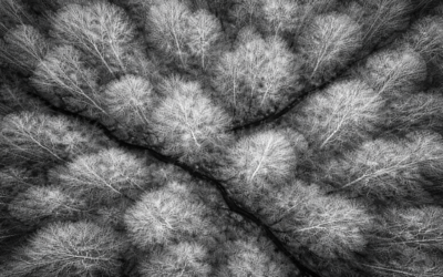 Une mission un peu particulière pour Neosys : quand le drone aide aussi à retrouver une chienne disparue